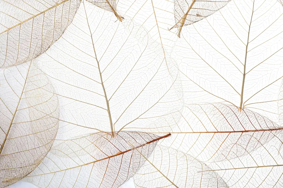 fototapeter Gjennomsiktige blader u24439