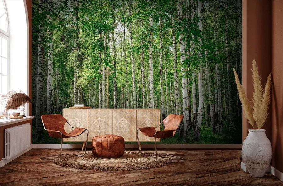 fototapeter Bjørkeskog u52530