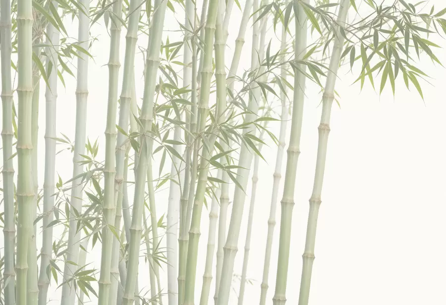 fototapeter En tett bambusskog med høye bambusstilker og grønne blader mot en myk, disig bakgrunn w08237
