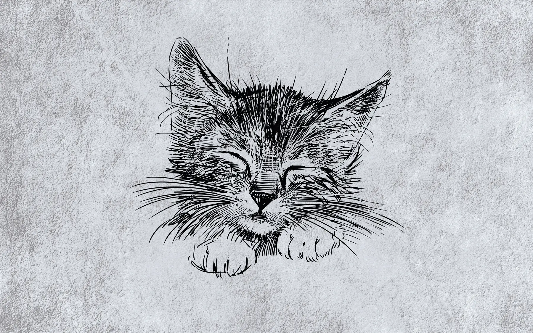 fototapeter Katt, kattedyr og rovdyr u43536