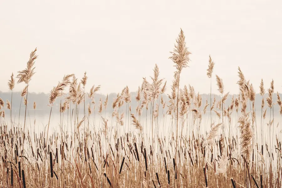 fototapeter Siv og kattehale u44598